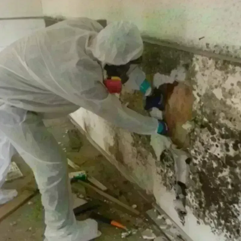 Mold Remediation and Removal in Ganado, TX